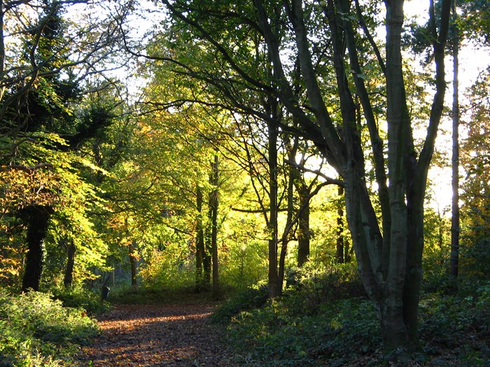 Holt Country Park