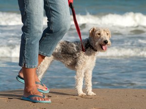 Council awarded gold RSPCA award for work with dogs
