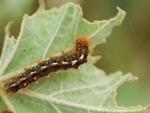 Brown tailed moth caterpillars
