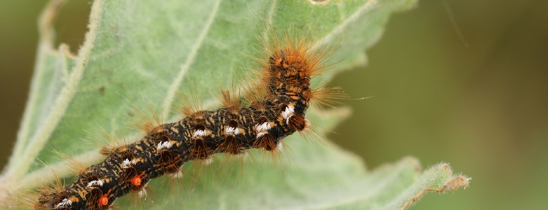 shutterstock brown tailed moth caterpillar.jpg