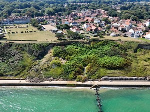 Overstrand Sea Wall Japanese Knotweed