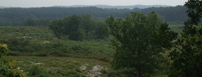 Landscape view.JPG
