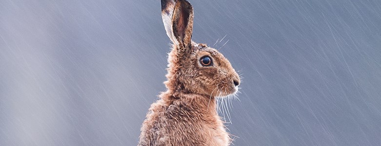 Brown Hare (11 of 63).jpg