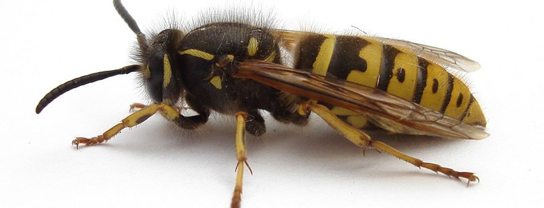 Wasp pic pest control.jpg