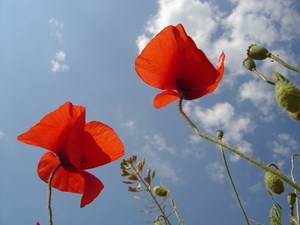 Free Parking on Remembrance Sunday 2024