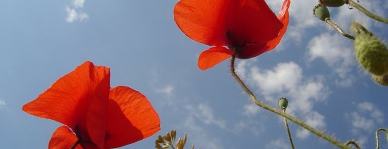 Poppys1LR.jpg