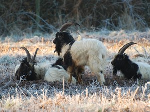 Goats return to Cromer
