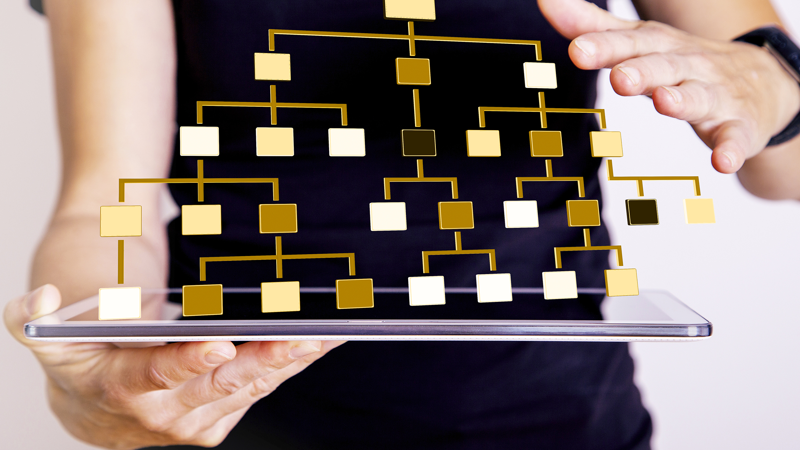 Management structure of the Council