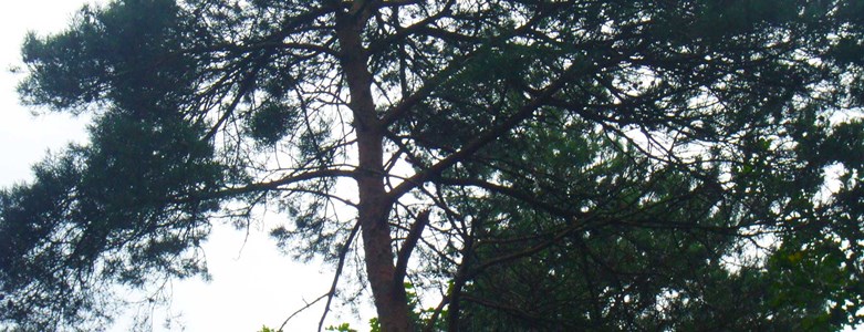 Trees.JPG