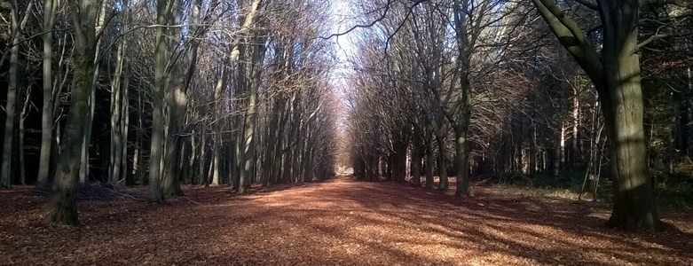 Bacton Woods winter I.jpg