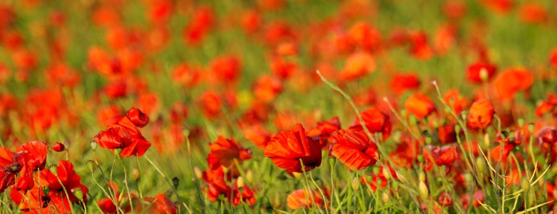 poppy poppies.jpg