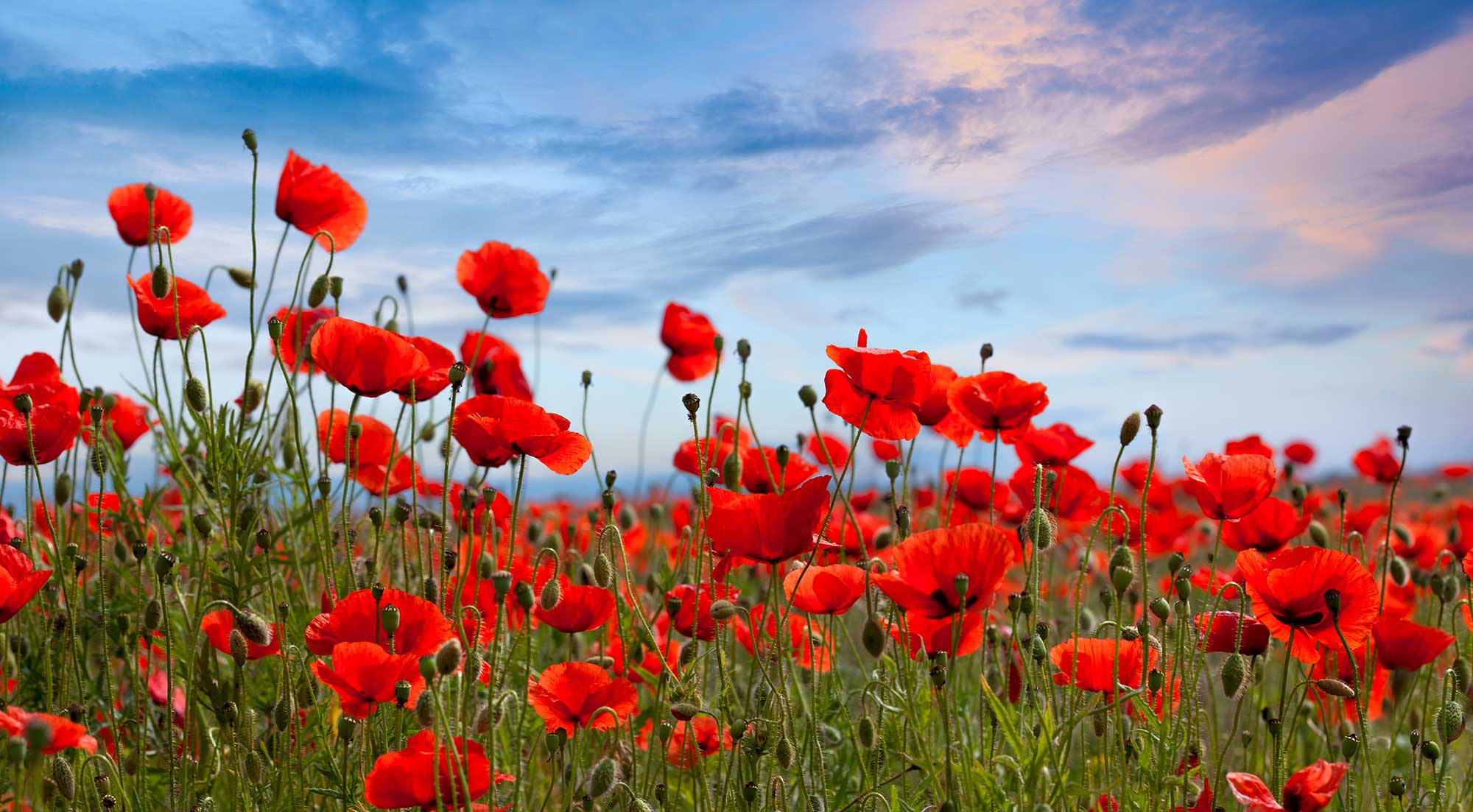Free Parking on Remembrance Sunday 2025