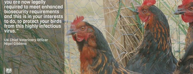 Bird flu.jpg