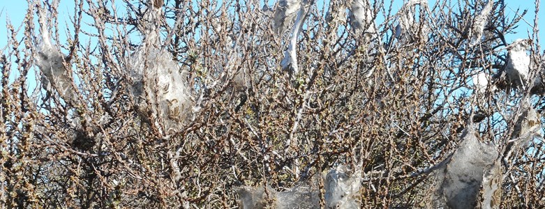 Brown-tail moth wide.jpg