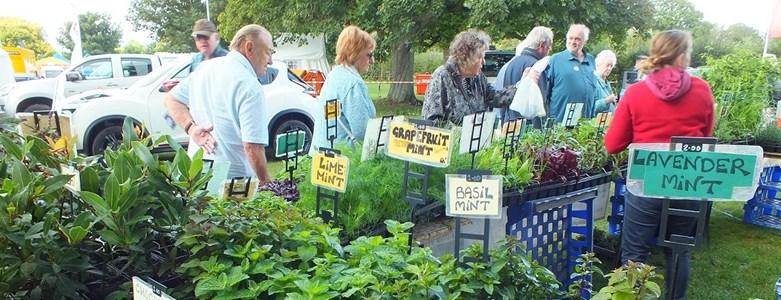 Greenbuild - Plants for sale cropped.jpg