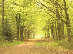 Works in Bacton Woods to take place