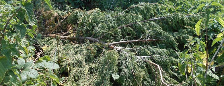 Fly-tipping green waste.jpg