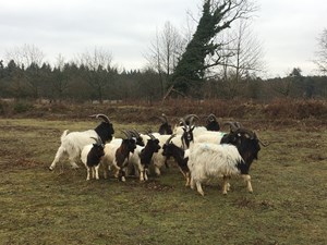 North Norfolk’s famous Bagot goats head south for their latest job