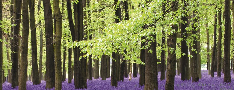 Bluebell.jpg