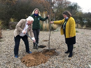 Tree planting initiative