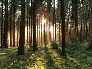 Community tree planting begins at Colby playing field