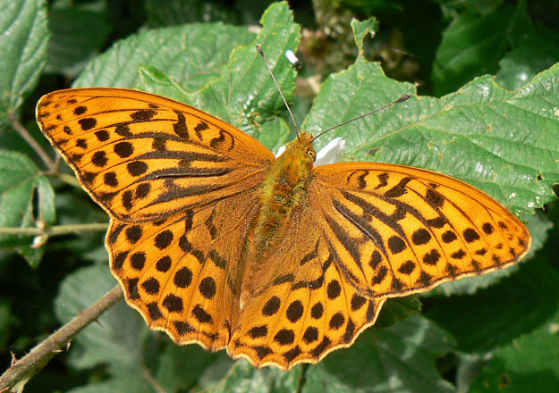 Silver washed fritillary