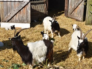 Bagot Goats re-introduced to Cromer Cliff