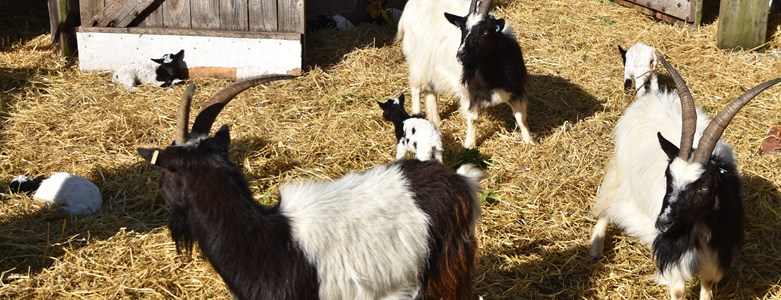 Goat family (2).JPG