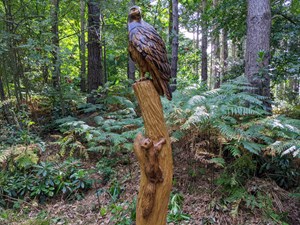 Norfolk chainsaw artist unveils donated sculpture to Holt Country Park