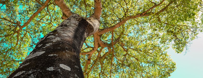 tree canpoy.jpg