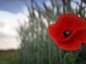 Free parking on Remembrance Sunday 2020
