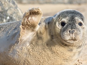 Safer Seals: Protecting seals in our district
