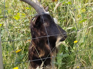 Bagot Goats make much anticipated return to Cromer cliffs for a summer of conservation grazing