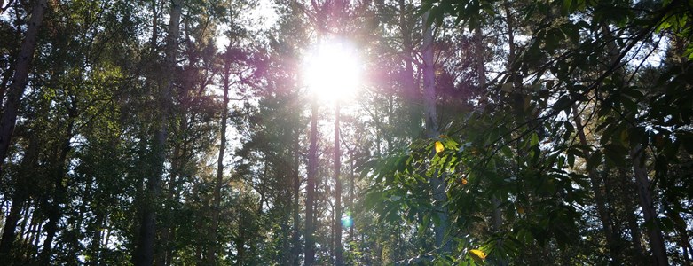 Light-through-trees.jpg