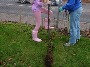 Green-fingered students and Council rangers plant an impressive 1300 Trees at Cromer Academy