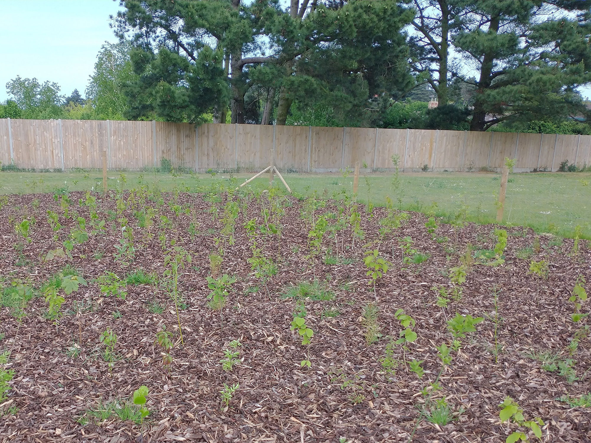 Miyawaki planting at Sheringham May 2022