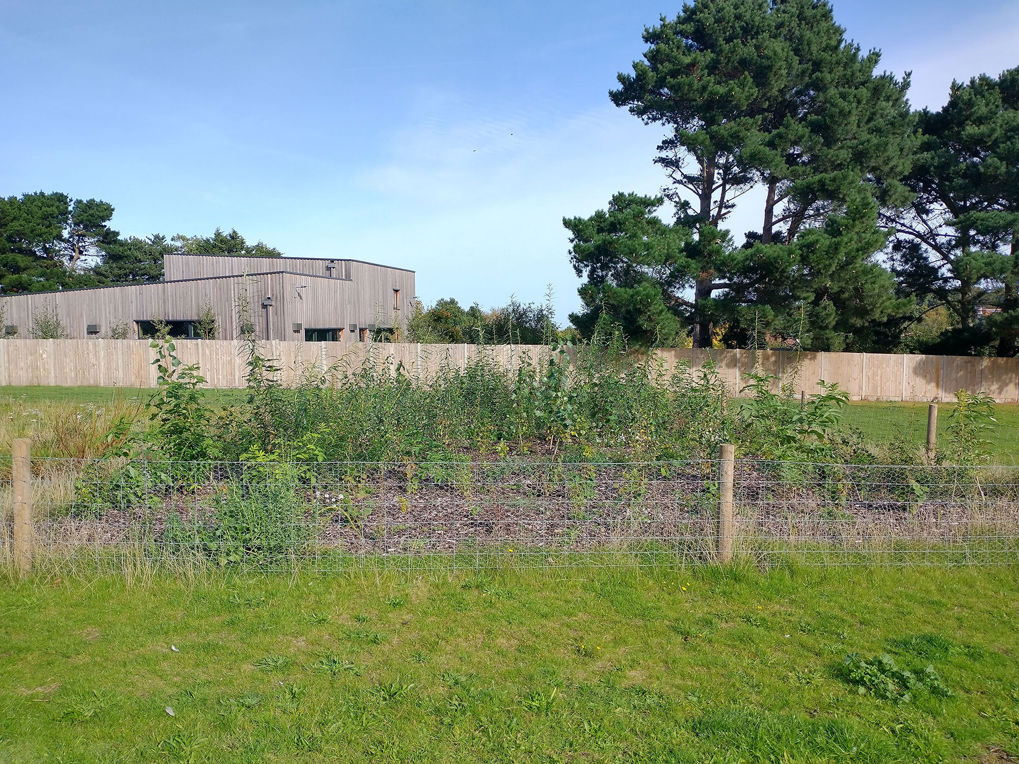 Miyawaki planting at Sheringham October 2022