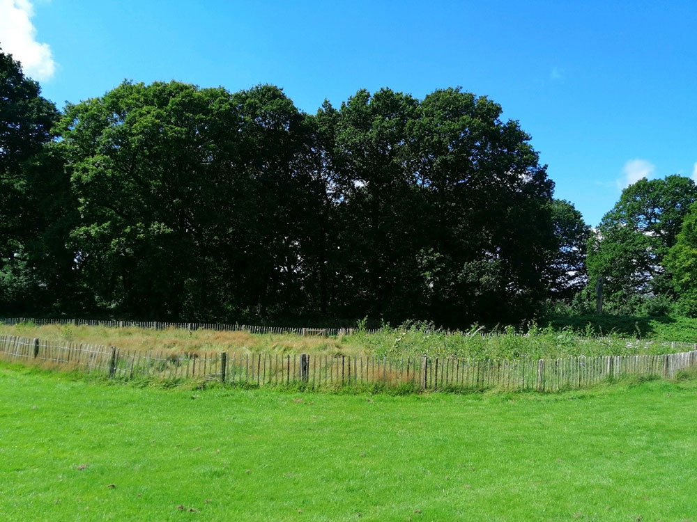 Miyawaki planting at a site in Kent