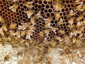 Bees safely and ethically removed from Cedar House
