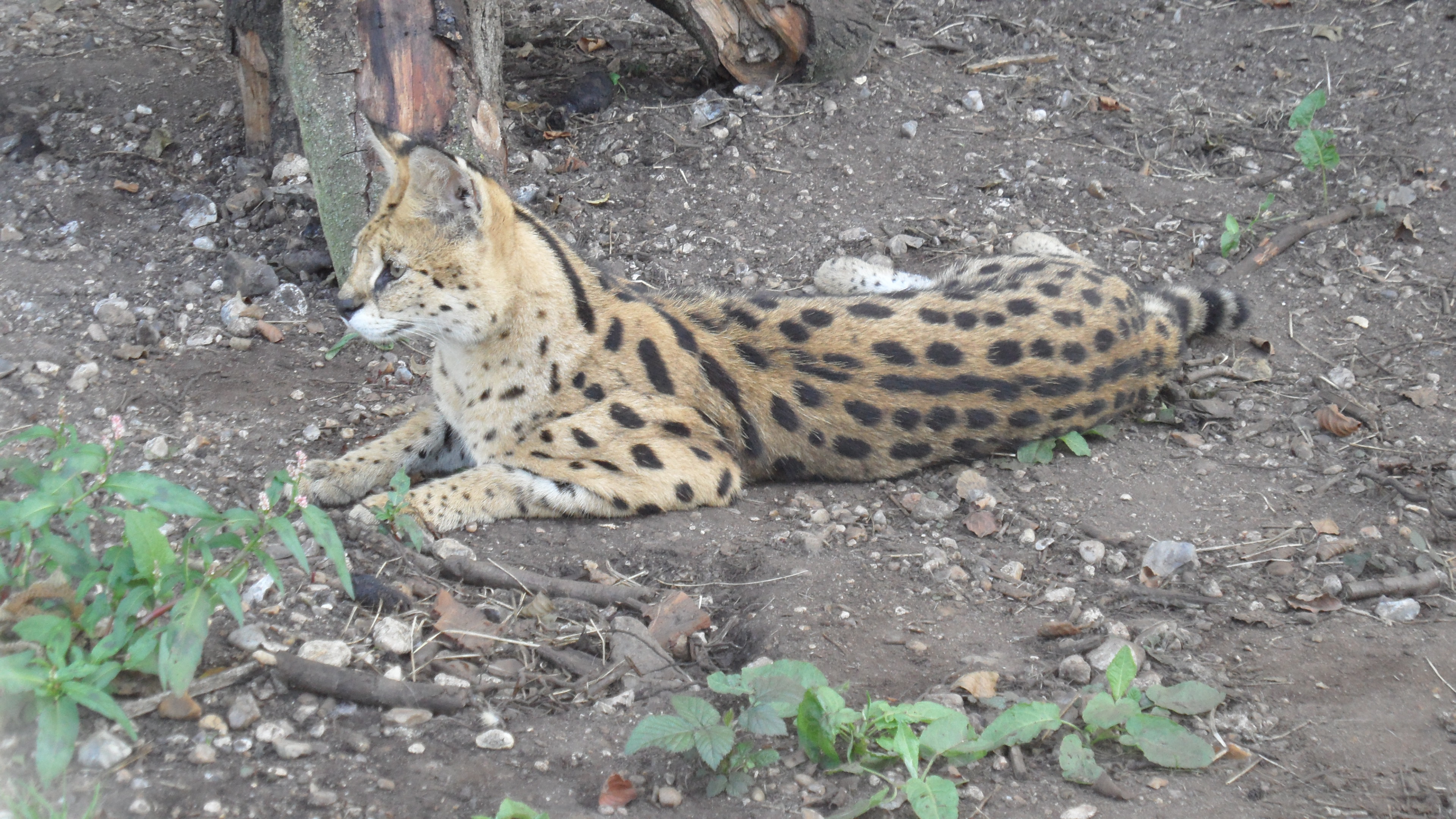 Cromer resident pleads guilty to illegally keeping Serval cats 