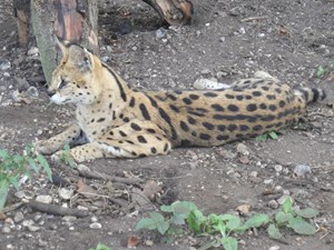 Cromer resident pleads guilty to illegally keeping Serval cats