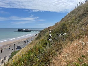 Goats make their awaited return to Cromer Cliffs!