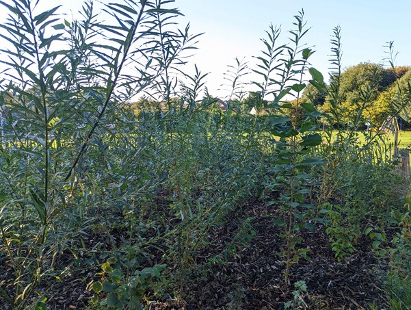 Image of Miyawaki Forest in North Walsham, 9 months after planting took place