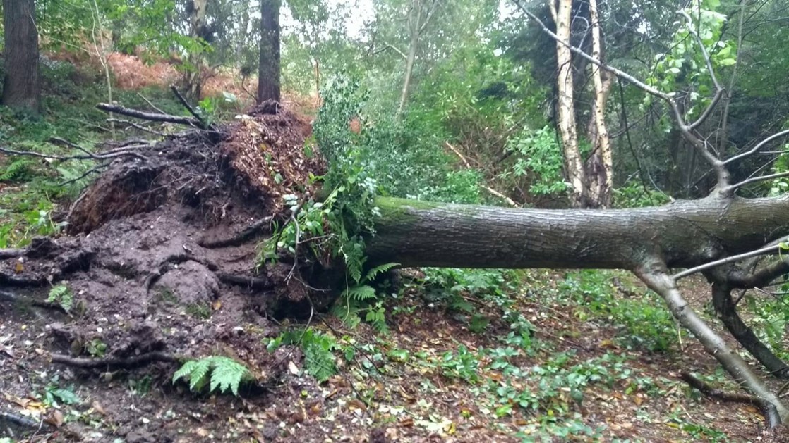 2020 Storm damage in Holt Country Park - a fallen tree