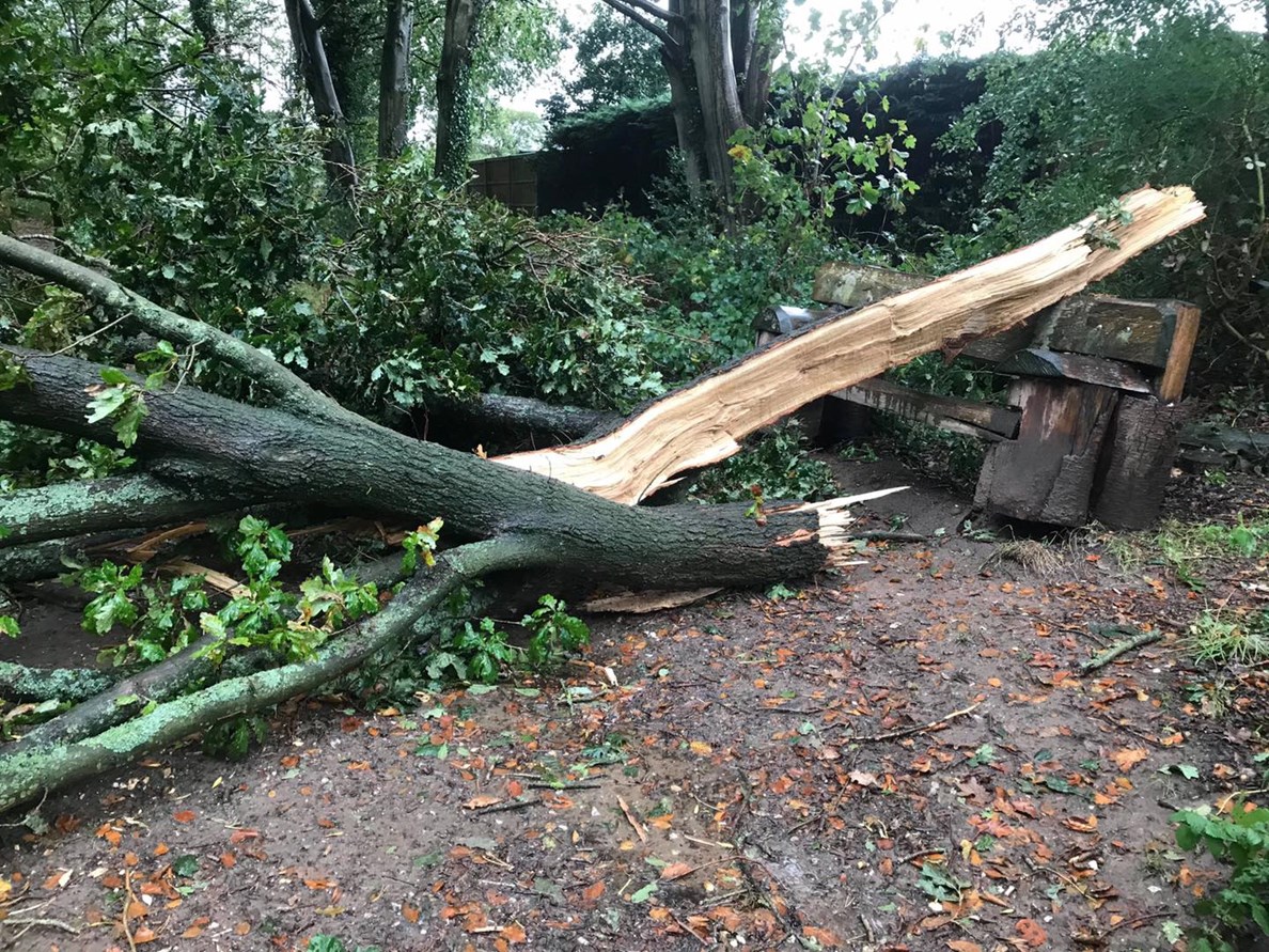 Split and fallen tree and other storm damage, following storms in 2020
