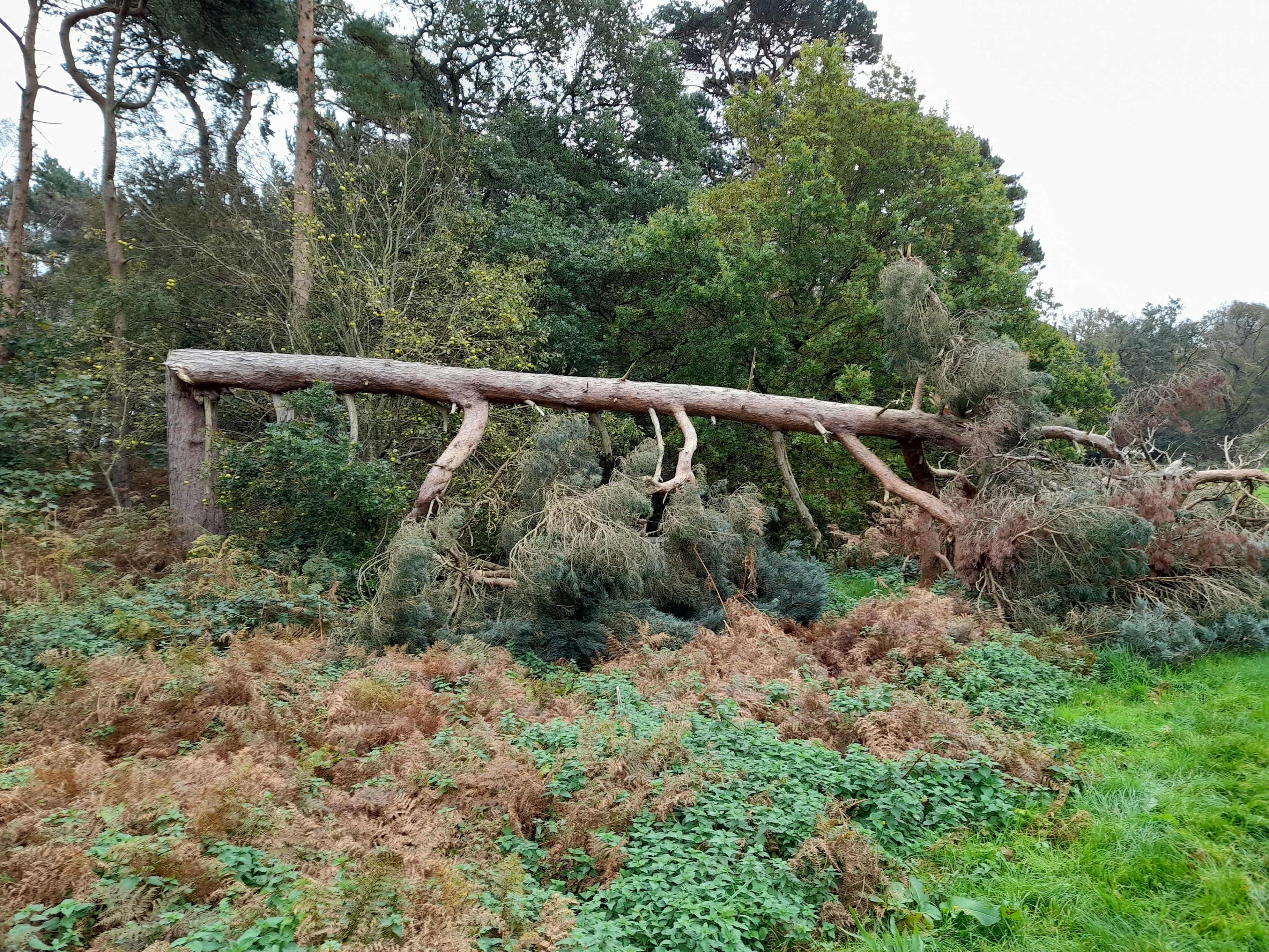 Damaged and fallen tree in Pretty Corner Woods after storm damage in October 2020
