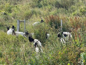 North Norfolk District Council's famous Bagot goats are set to enjoy a well-earned retirement